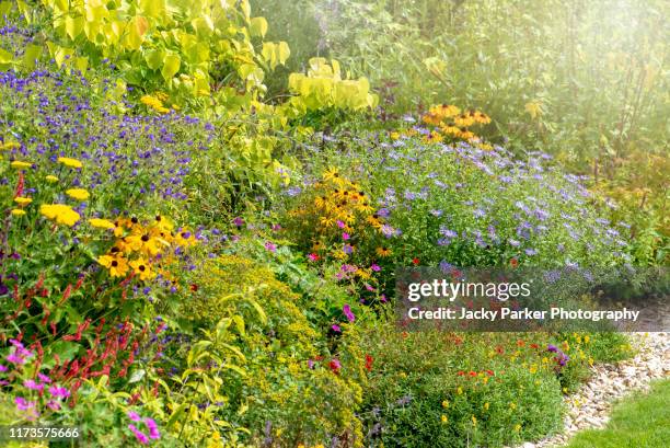 a english late summer garden herbaceous flower border with rudbeckias and michaelmas daisies - flower bed stock pictures, royalty-free photos & images