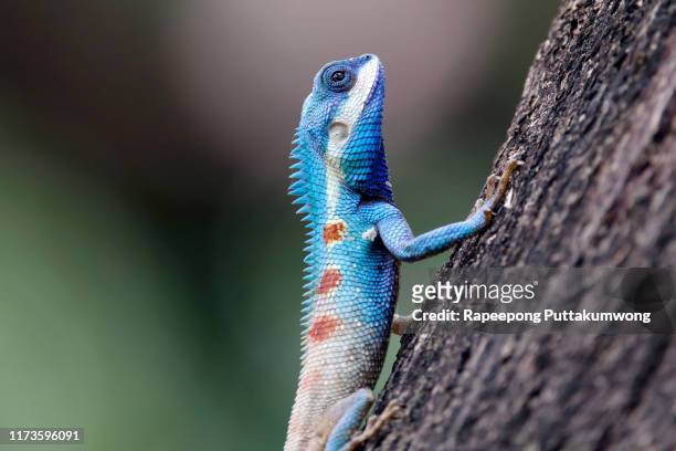 blue crested lizard calotes mystaceus reptiles of thailand on the tree - endangered species stock pictures, royalty-free photos & images
