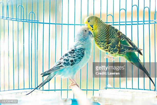parakeet couple kiss each other - parrocchetto foto e immagini stock