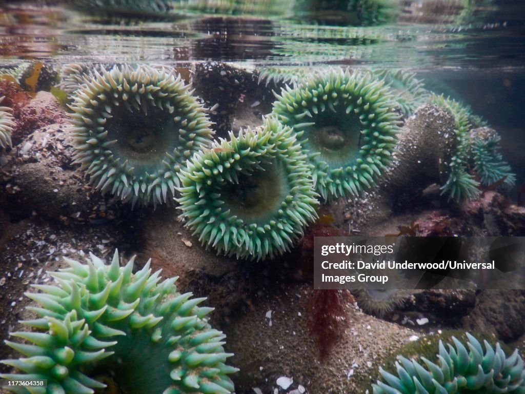 Tide pools with sea anemones, Oregon, USA