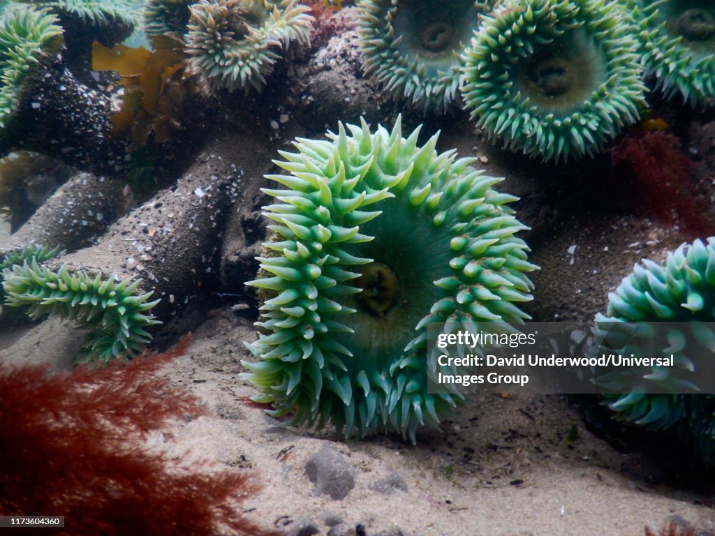 Tide pools with sea anemones, Oregon, USA