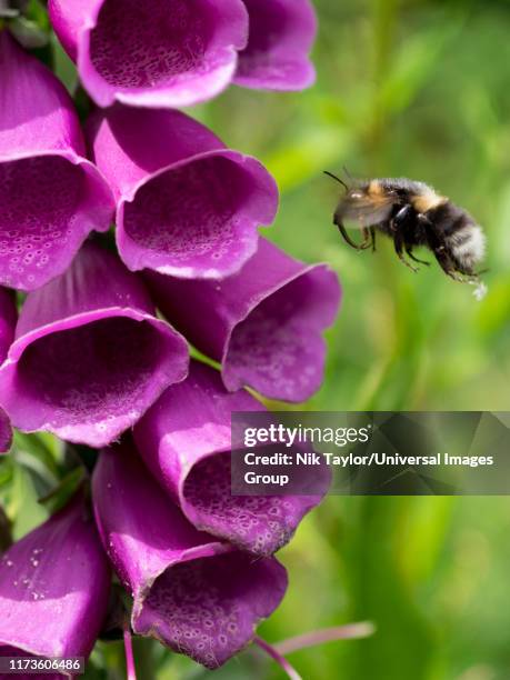 Foxbee Insect Bee Foxglove Photos and Premium High Res Pictures - Getty Images