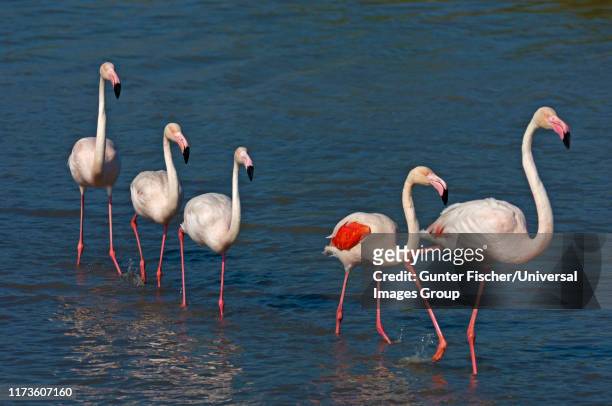 a group of greater flamingos, phoenicopterus roseus walking in the water. camargue, france - flamingos stock-fotos und bilder