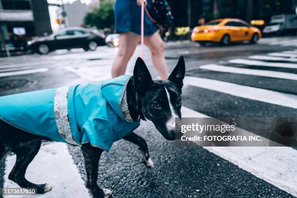 huisdier hond op new york city street - pet leash stockfoto's en -beelden