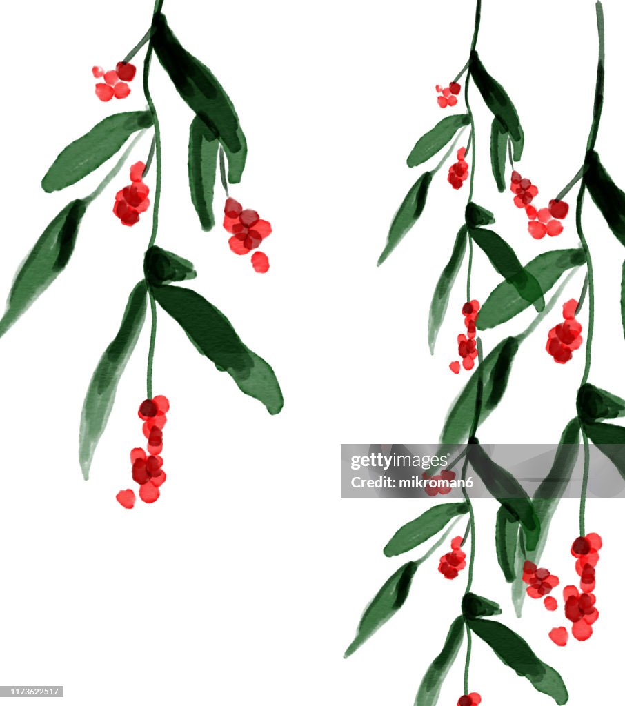 Christmas illustration of ivy - christmas card