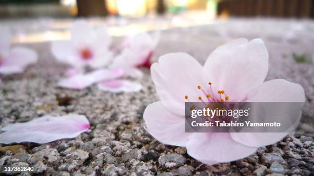 55 911点の桜 花びらのストックフォト Getty Images 55 911点の桜 花びらのストックフォト Getty Images