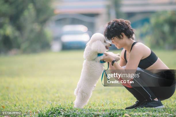 an asian chinese teenager girl training her pet toy poodle in the morning at public park - toy poodle stock pictures, royalty-free photos & images