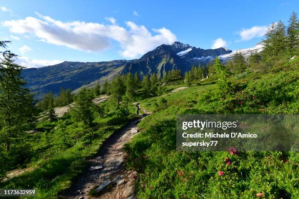 footpath in a subalpine parkland - parc national de gran paradiso photos et images de collection