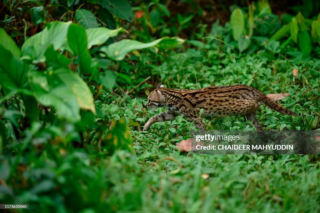 INDONESIA-CONSERVATION-ANIMAL