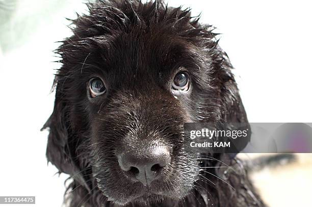 newfoundland puppy - newfoundland dog stock pictures, royalty-free photos & images