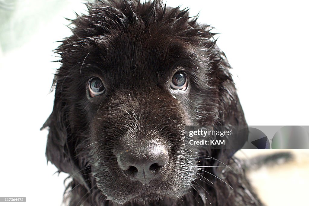 Newfoundland puppy