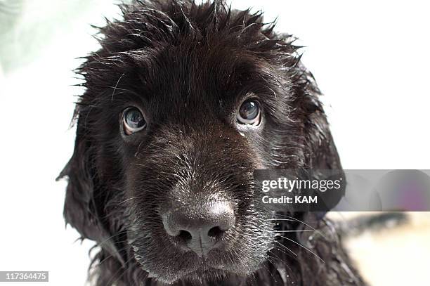 newfoundland puppy - newfoundlandshund bildbanksfoton och bilder