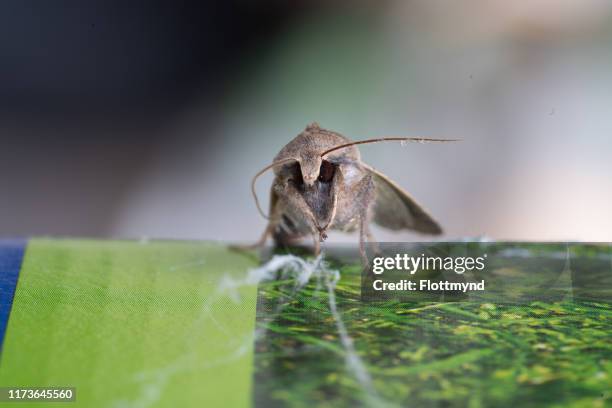 moth walking towards the light to warm up - moth stock pictures, royalty-free photos & images