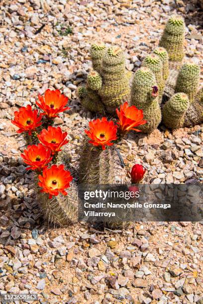 desert cactus with red flowers - cactus blossom stock pictures, royalty-free photos & images