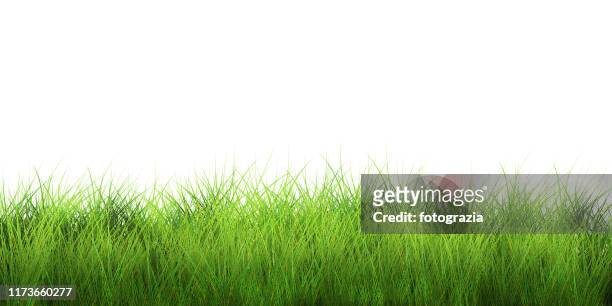 fresh green grass isolated on white - grass texture stock pictures, royalty-free photos & images