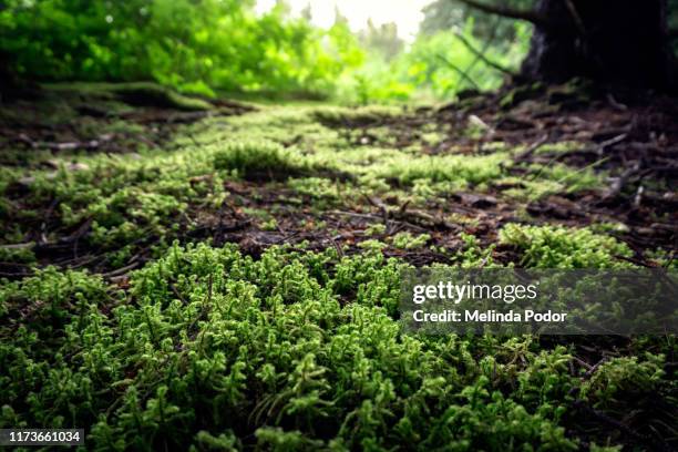 moss-covered forest floor - forest floor stock pictures, royalty-free photos & images