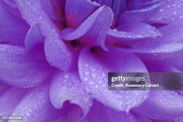 petals of purple dahlia flower with water drops color enhanced. - flowers full frame stock pictures, royalty-free photos & images