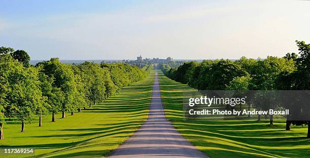 shadows on trees and path - berkshire england stockfoto's en -beelden