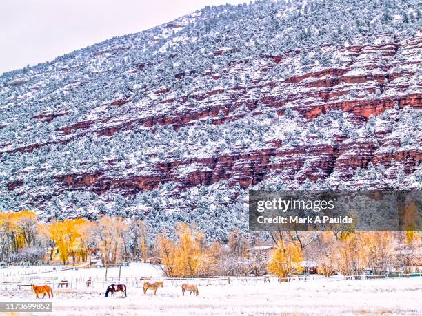 horses in the snow - ouray colorado bildbanksfoton och bilder