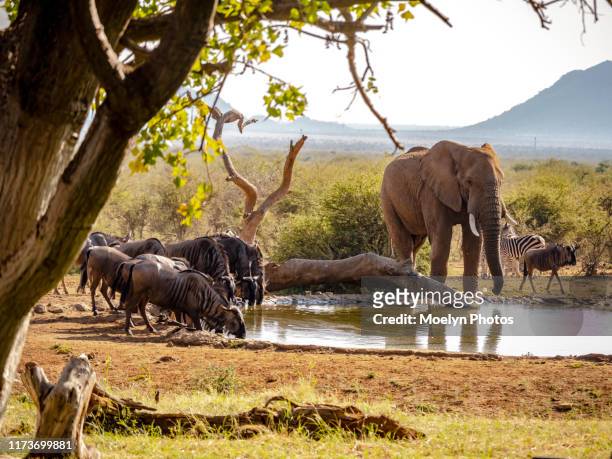 shared waterhole - südafrika safari stock-fotos und bilder