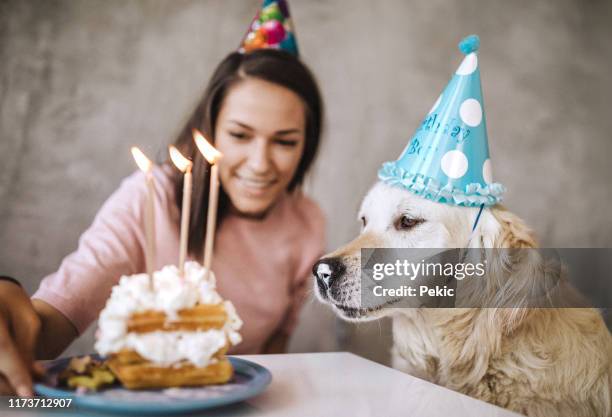 happy birthday to my dog - dog birthday stock pictures, royalty-free photos & images