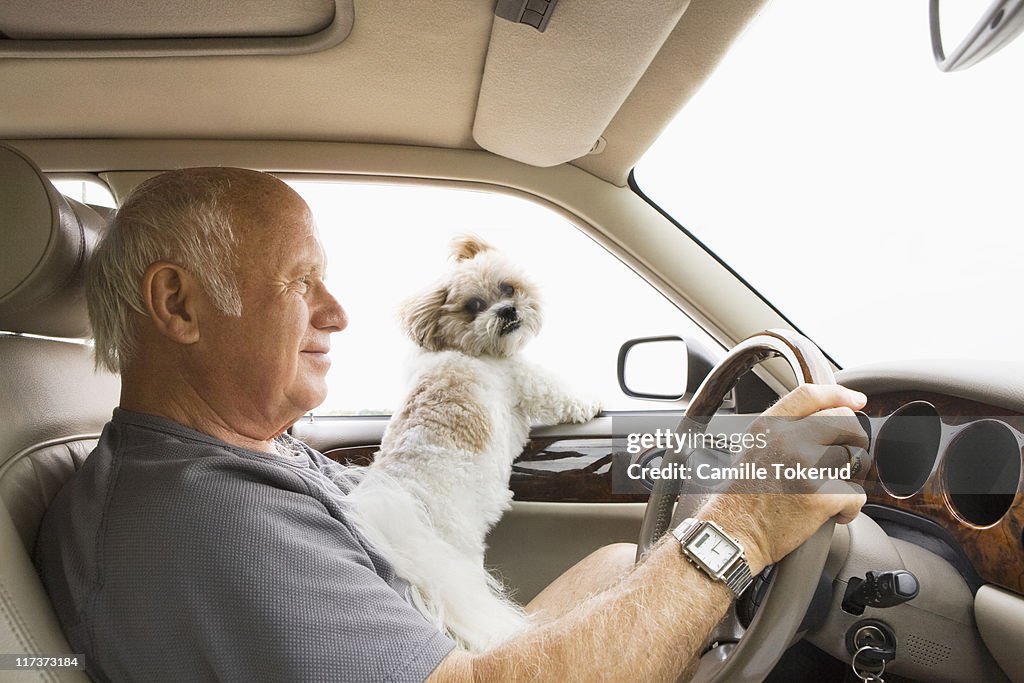 Senior Man Driving with Dog on his lap