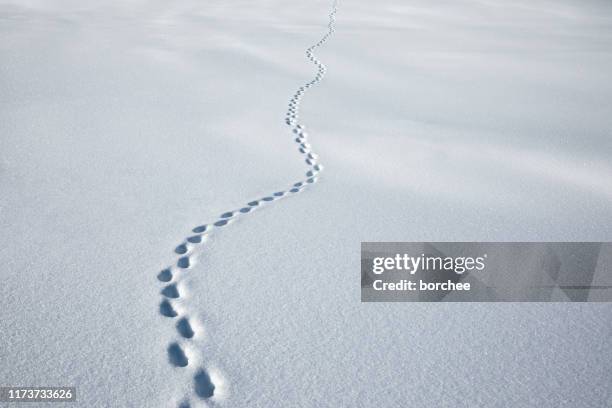 vandringsled i färsk snö - fotspår bildbanksfoton och bilder