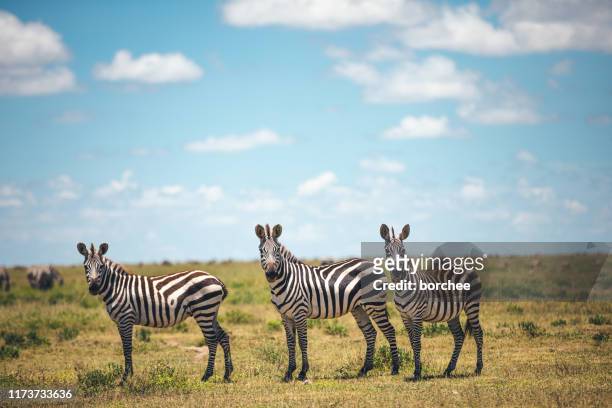 drei zebras - zebra africa stock-fotos und bilder