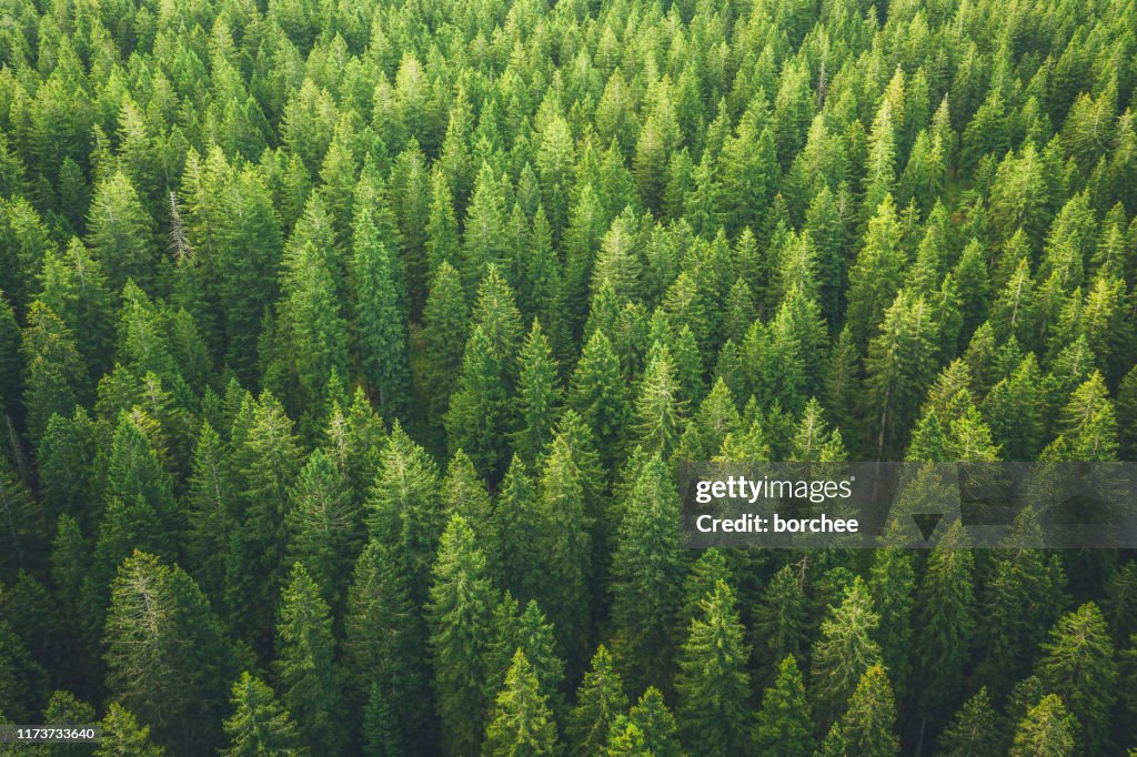Grüner Wald