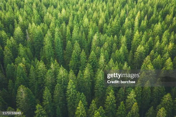 bosque verde - árbol de hoja perenne fotografías e imágenes de stock