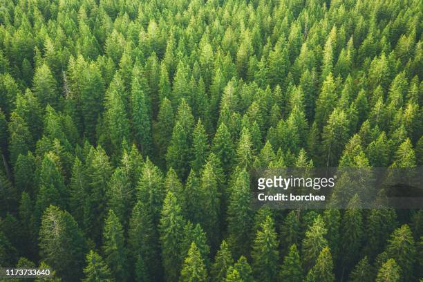 floresta verde - aerial view photos - fotografias e filmes do acervo