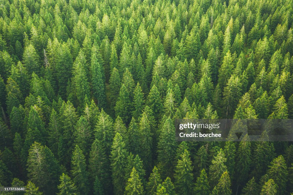 Green Forest
