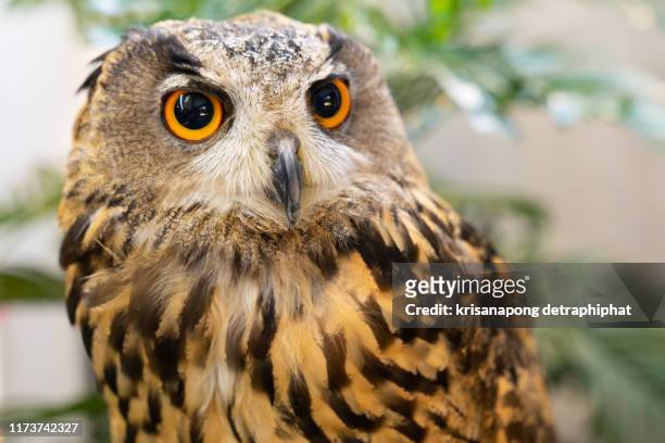 eurasian eagle-owl portret outdoors - eurasia fotografías e imágenes de stock