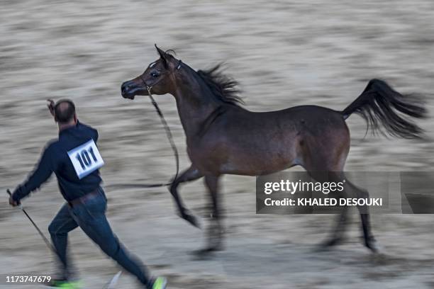 19 Rabab Stud Stock Photos, High-Res Pictures, and Images - Getty Images