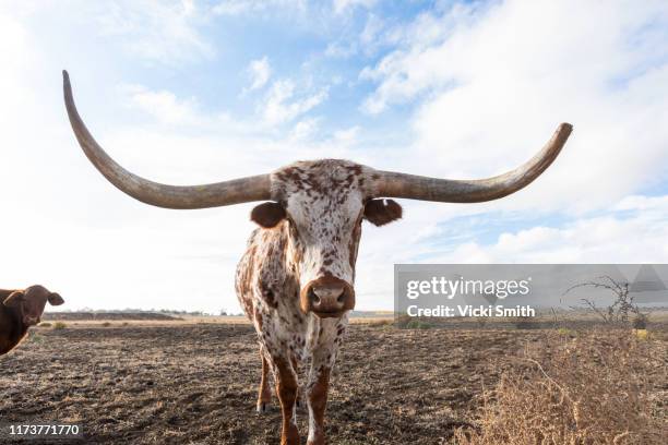 texan longhorn  beef cattle - longhorn ストックフォトと画像