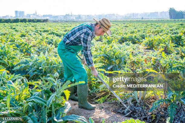agriculture farmer holding zoe in artichocke field - artichoke stock pictures, royalty-free photos & images