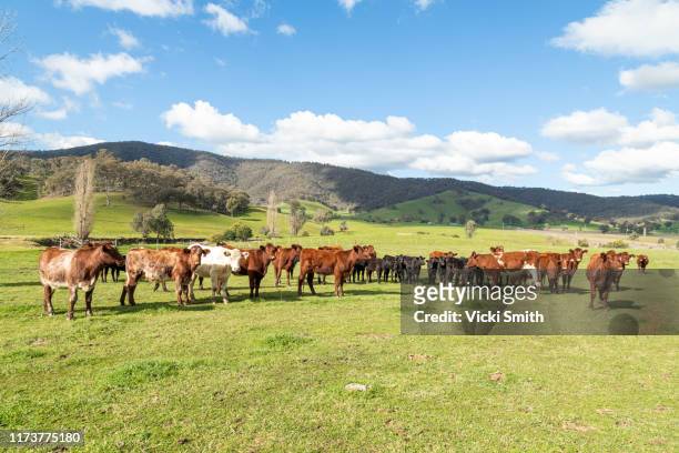 hereford beef cattle in green pastures with blue sky - hereford cattle fotografías e imágenes de stock