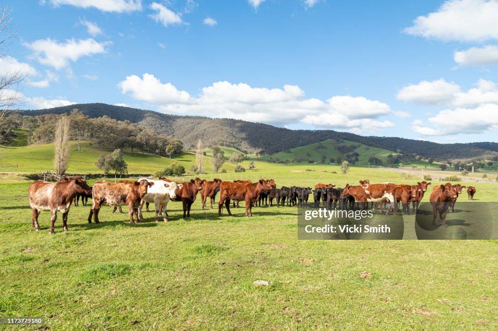 Hereford Beef cattle in green pastures with blue sky