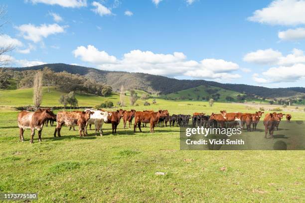 hereford beef cattle in green pastures with blue sky - hereford cow bildbanksfoton och bilder