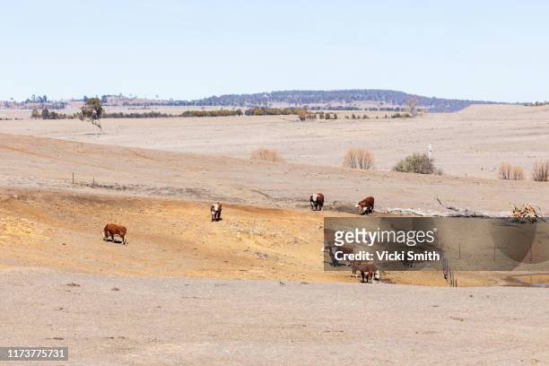hereford beef cattle looking for feed in drought country - hereford cattle fotografías e imágenes de stock