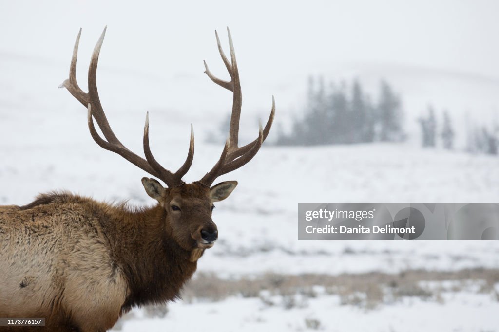 Rocky Mountain bull elk, winter portrait