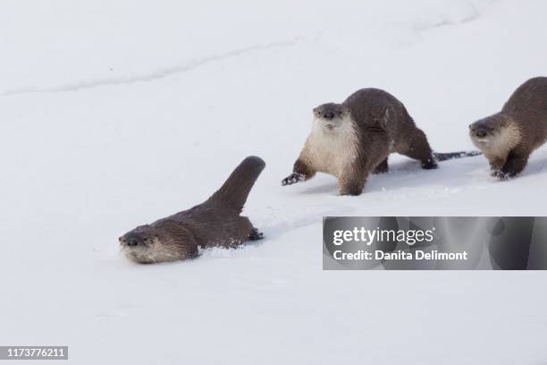 river otters traveling along the rivers edge - rutsche stock-fotos und bilder
