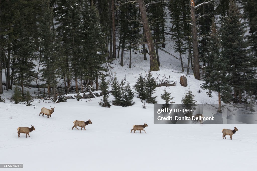 Rocky Mountain elk emerging from the forest