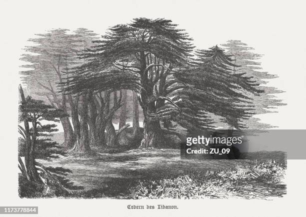 zedern (cedrus libani) im libanon, holzstich, veröffentlicht 1894 - cedar tree stock-grafiken, -clipart, -cartoons und -symbole