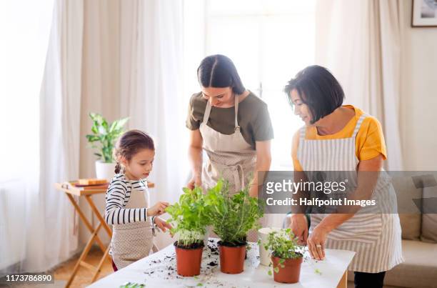 grandmother, mother and granddaughter planting herbs at home. - granny flat stock pictures, royalty-free photos & images