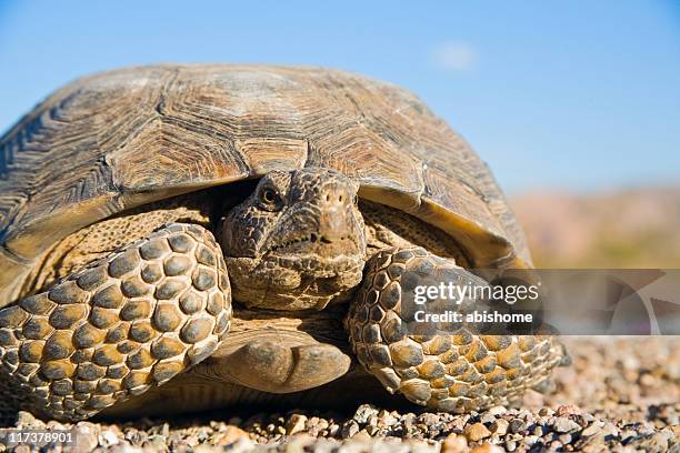 desert tortoise - desert tortoise stock pictures, royalty-free photos & images