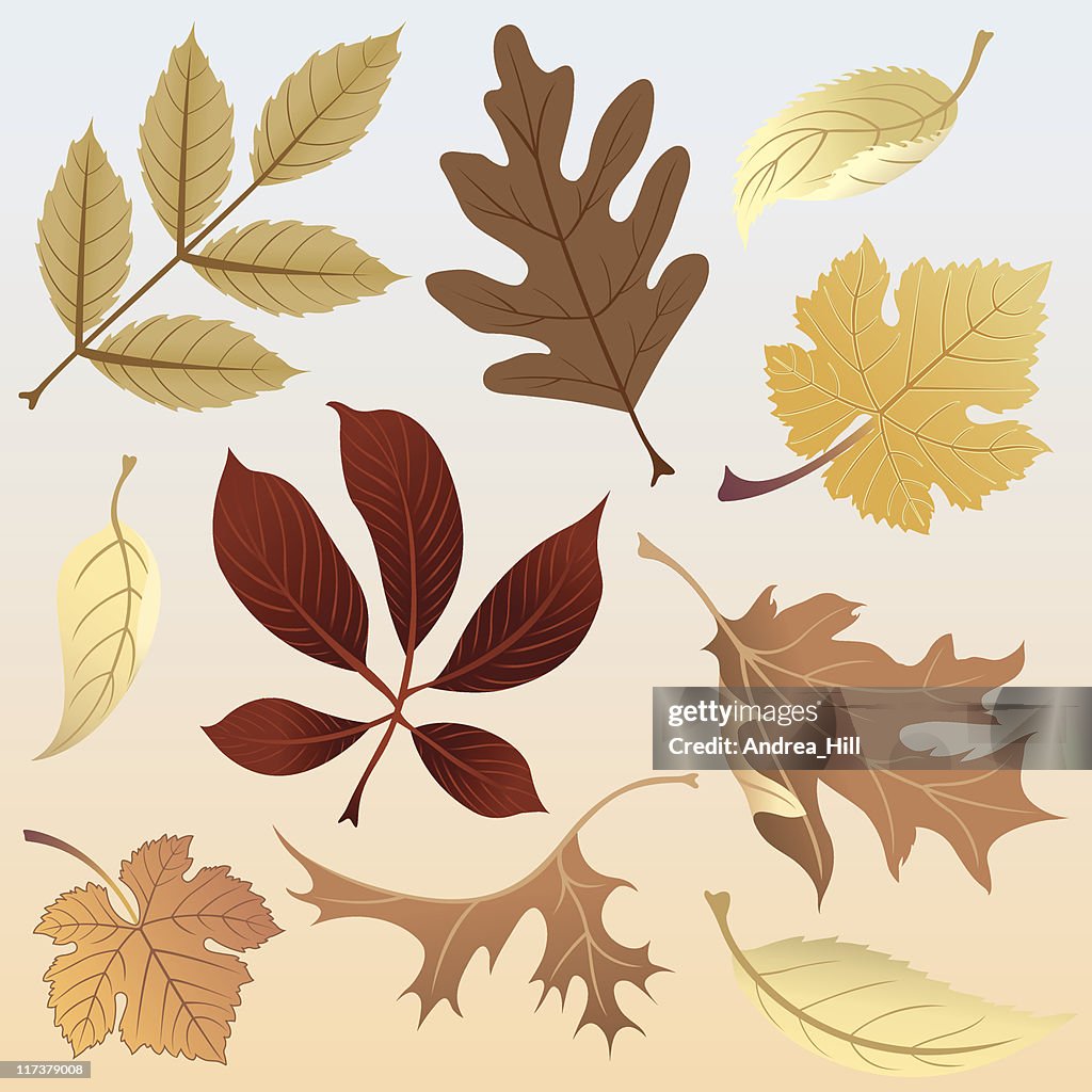Assorted Fall Leaves