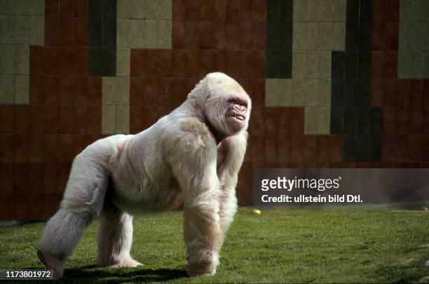White albino gorilla Snowflake