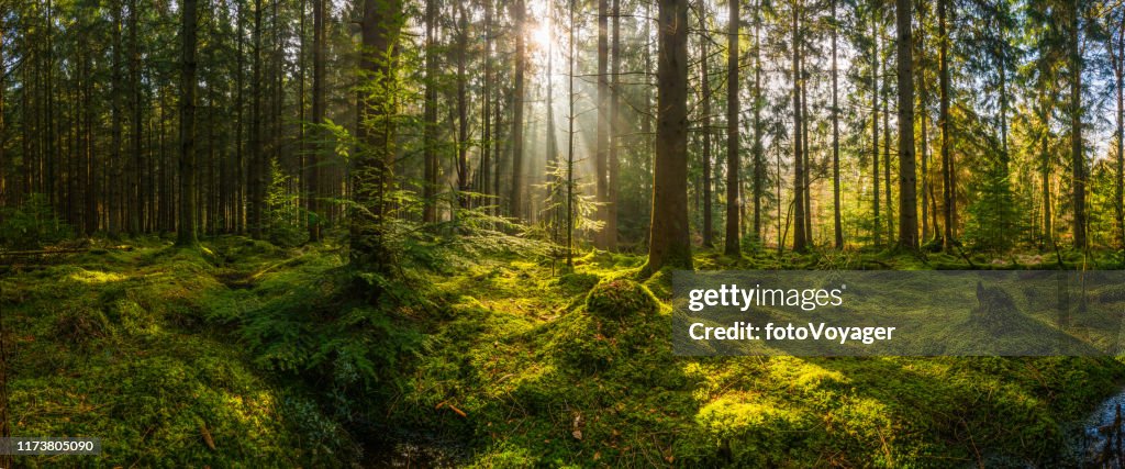 Raggi di sole che srotono attraverso il panorama boschivo di sgombero della foresta muschiata