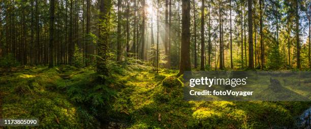 森林のパノラマをクリアする苔むした森を通って流れる太陽光の光 - forest floor ストックフォトと画像